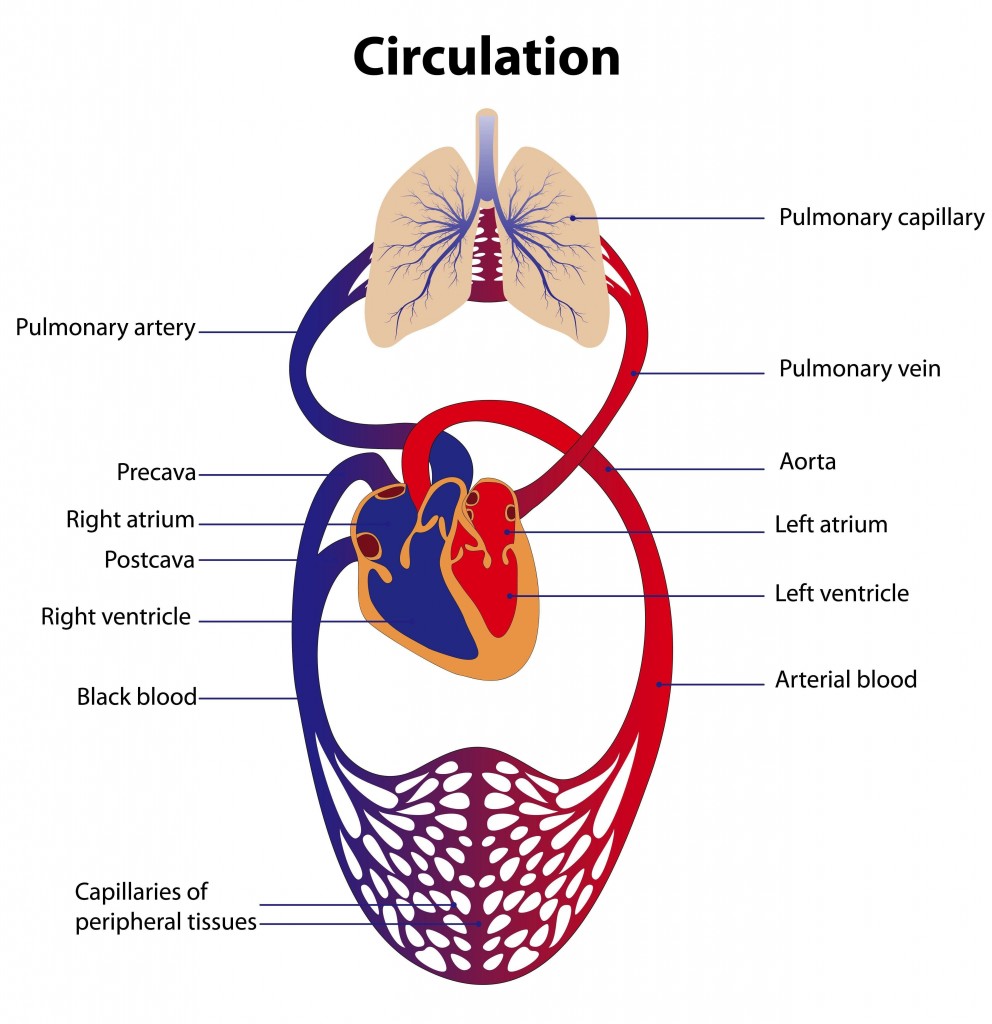 Circulatory System Worksheet Free Printable